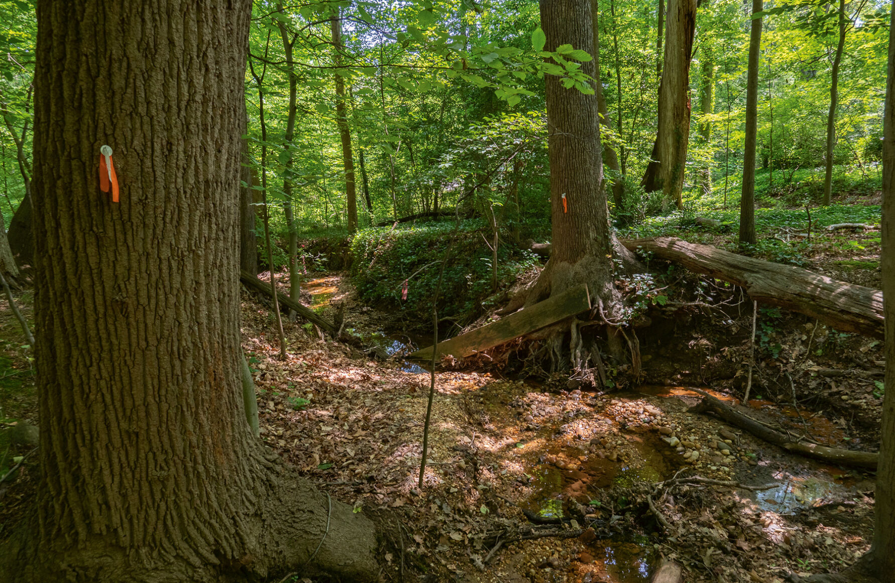 Trees to removed by stream